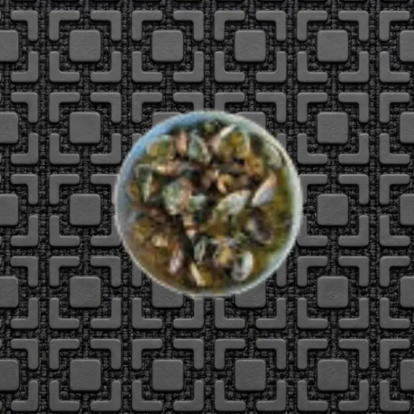Sauté de palourdes